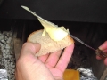 2006-08-21-sf-raclette-stampf-028