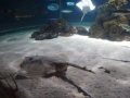 2011-11-20-jrj-sea-life-konstanz-040