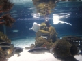 2011-11-20-jrj-sea-life-konstanz-042