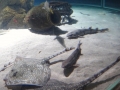 2011-11-20-jrj-sea-life-konstanz-043