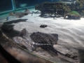 2011-11-20-jrj-sea-life-konstanz-047