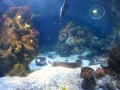 2011-11-20-jrj-sea-life-konstanz-049