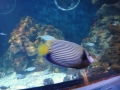 2011-11-20-jrj-sea-life-konstanz-050